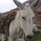 , خر کویر مرکزی