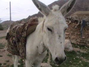 خر کویر مرکزی