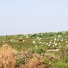 , زیست‌گاه میان کاله