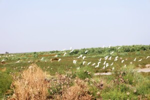 زیست‌گاه میان کاله